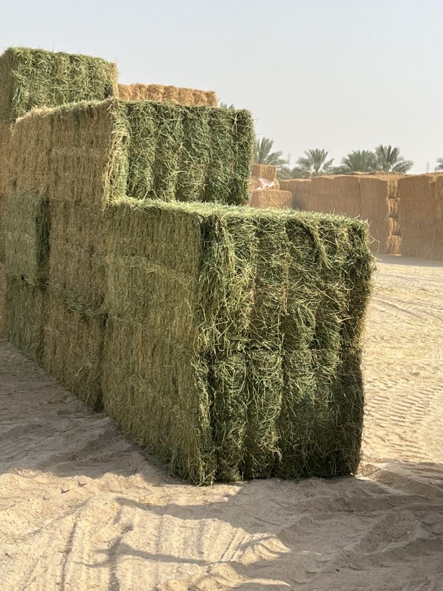 Green alfalfa bales