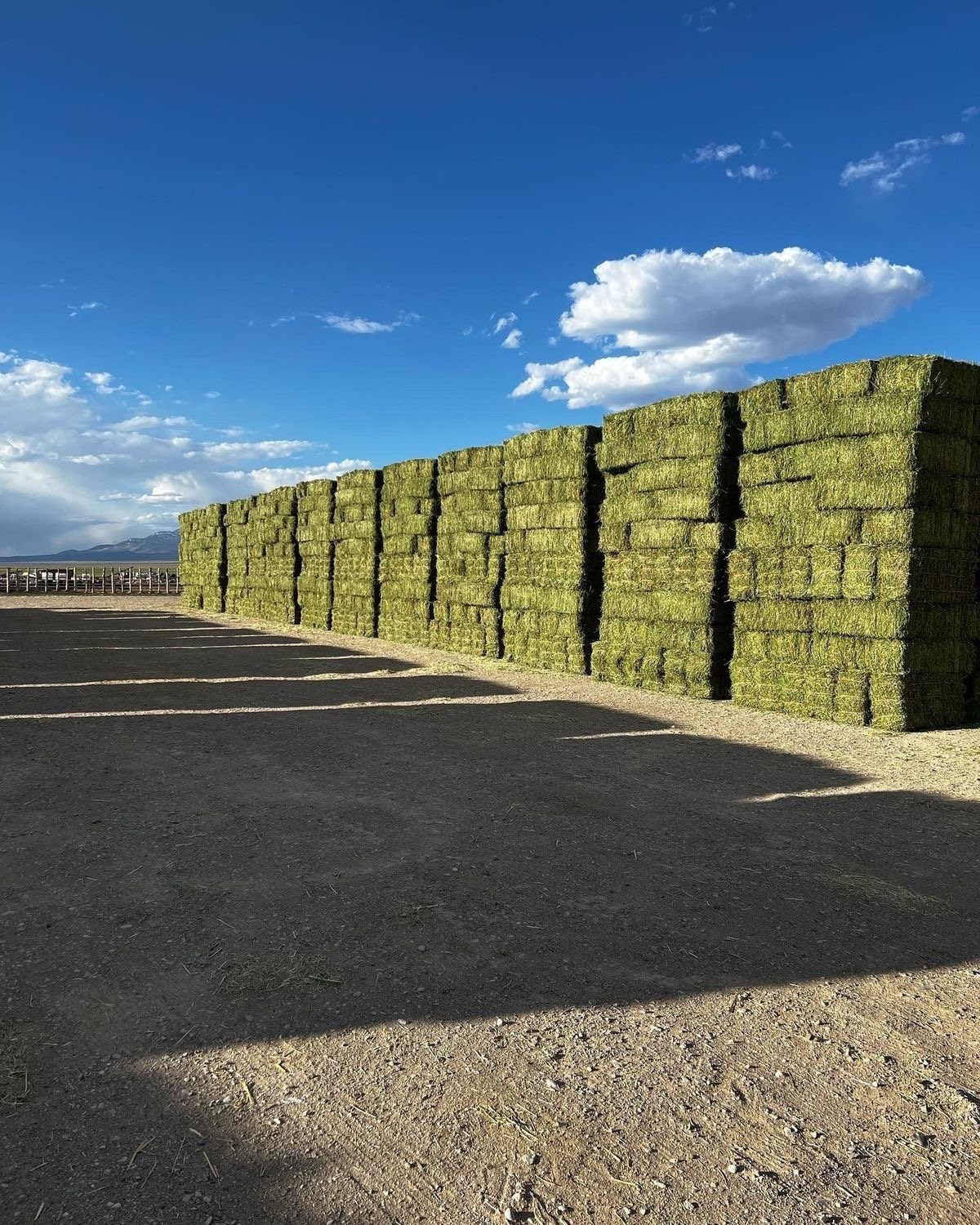 Large stacks of alfalfa bales outdoors